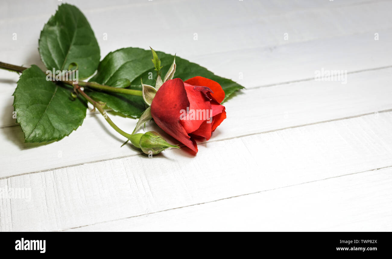 Close-up photo of red rose on a white wooden table, copy space for text ...