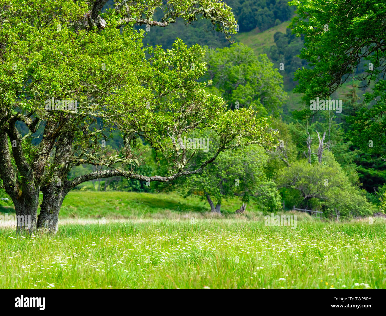 Trees in a field on a summers day Stock Photo