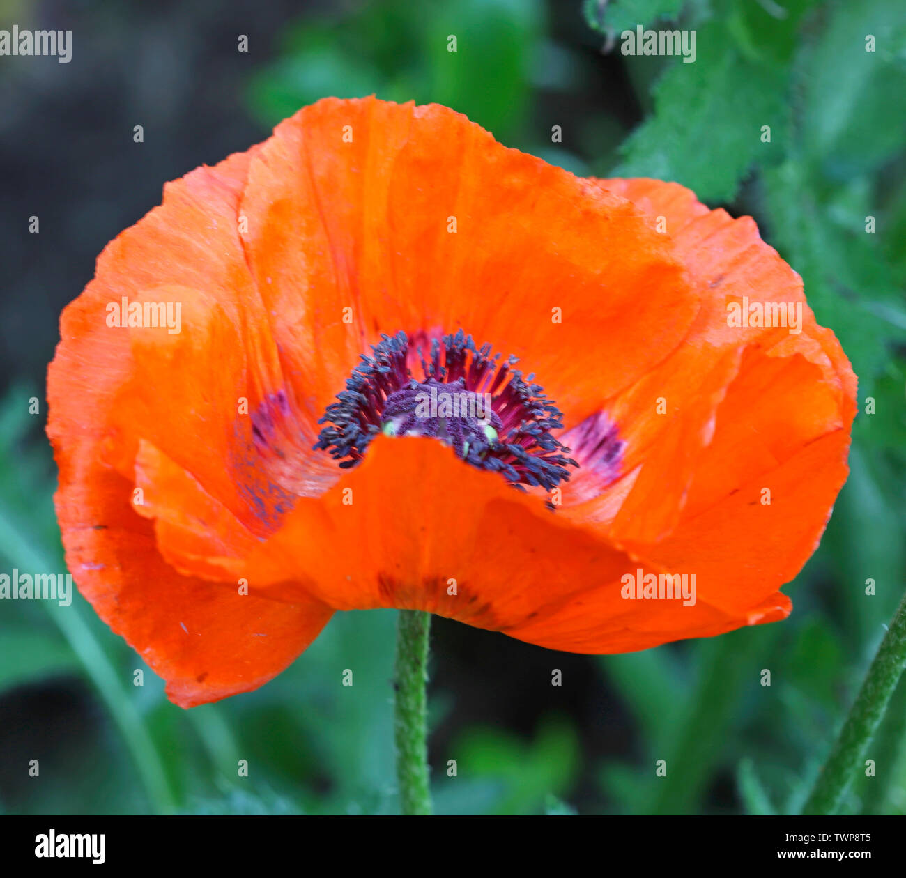 A view of a single red cultivated garden poppy flower from above in an English country garden border. Stock Photo