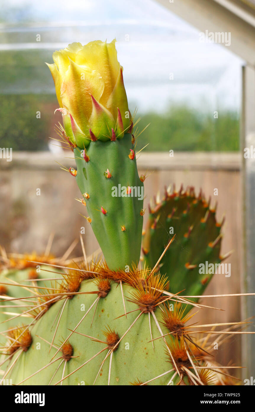 A view of the flower bud of the Texas Prickly Pear, Opuntia aciculate, in a garden greenhouse at Hellesdon, Norfolk, England, United Kingdom, Europe. Stock Photo