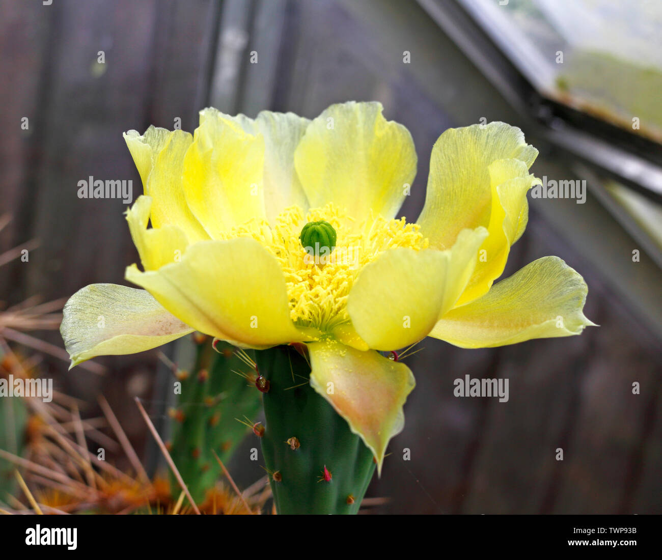 A view of the flower of the Texas Prickly Pear, Opuntia aciculate, in a garden greenhouse at Hellesdon, Norfolk, England, United Kingdom, Europe. Stock Photo