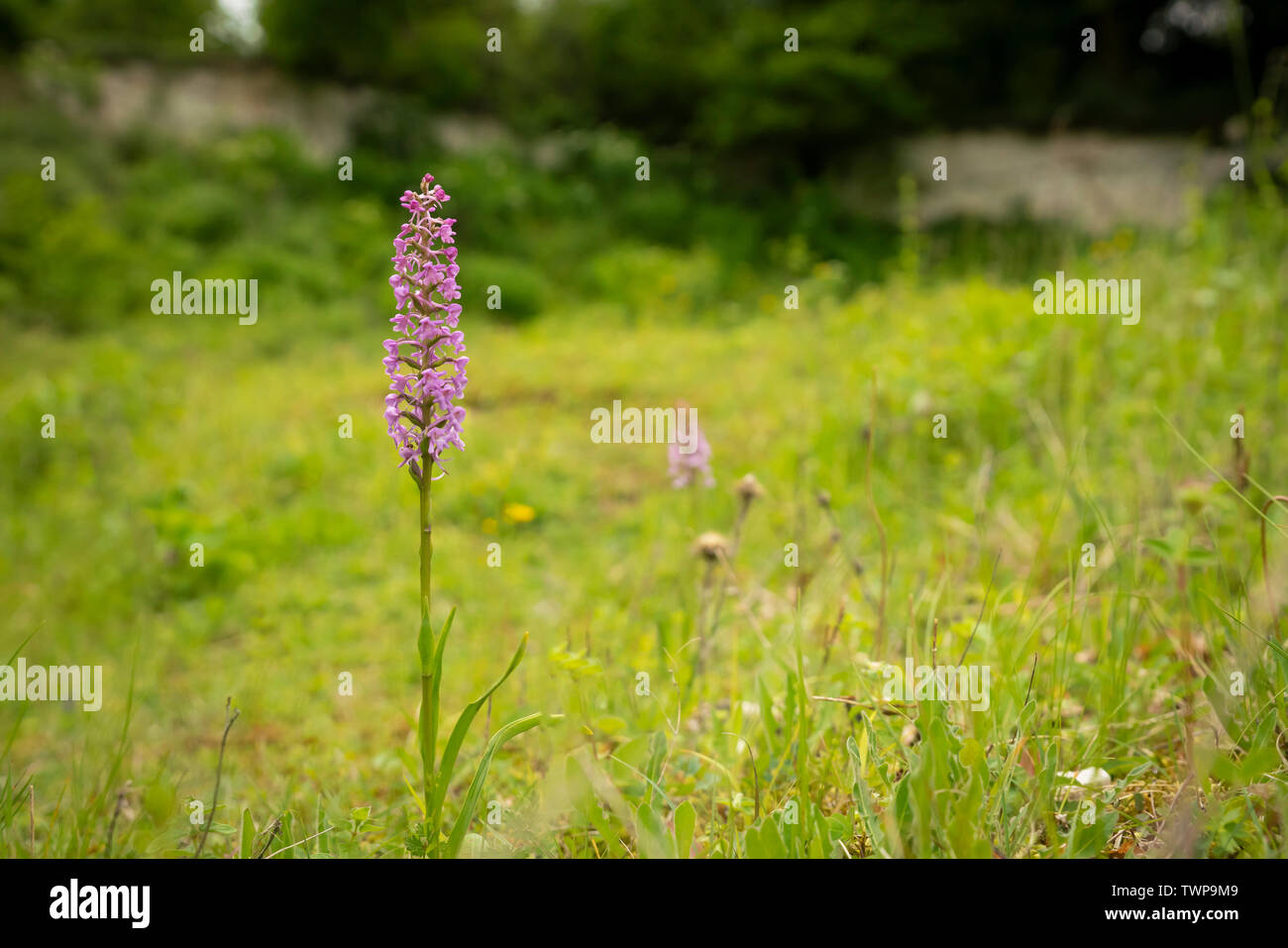 Chalk fragrant orchid; Gymnadenia conopsea, summer in old Chalk quarry. Stock Photo