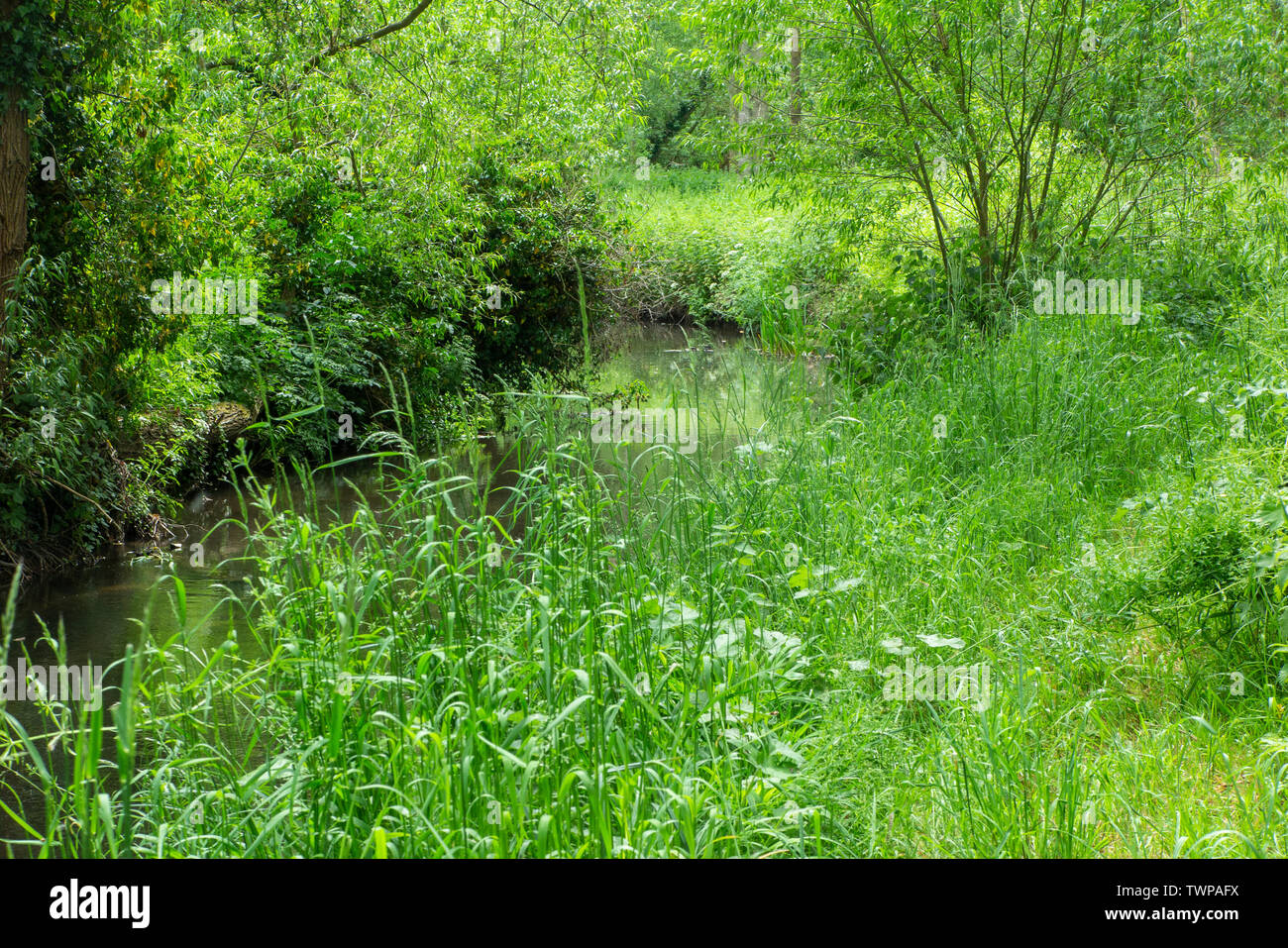 The River Darent in Kent in May, looking beautiful Stock Photo