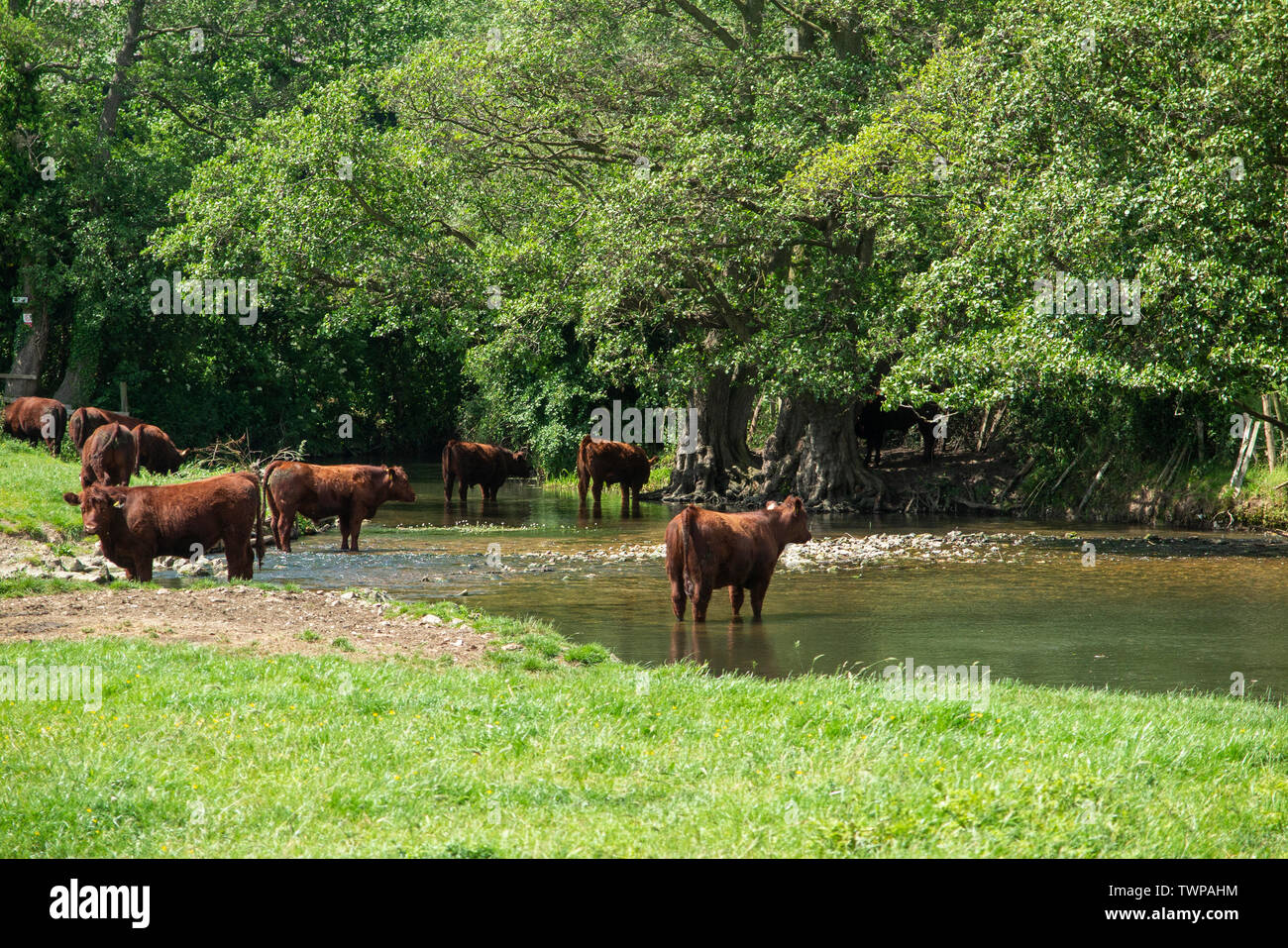 Cows cooling off in the River Darent in Kent Stock Photo