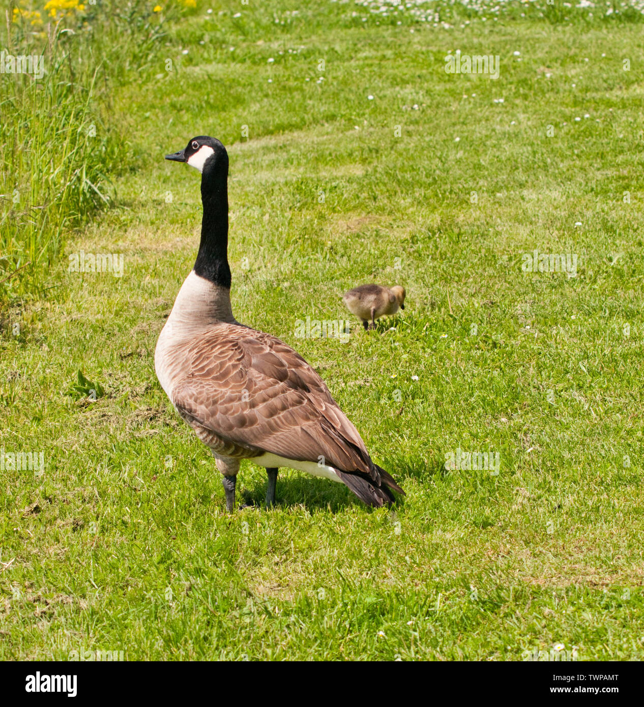 Canada goose zu warm für deutschland hot sale