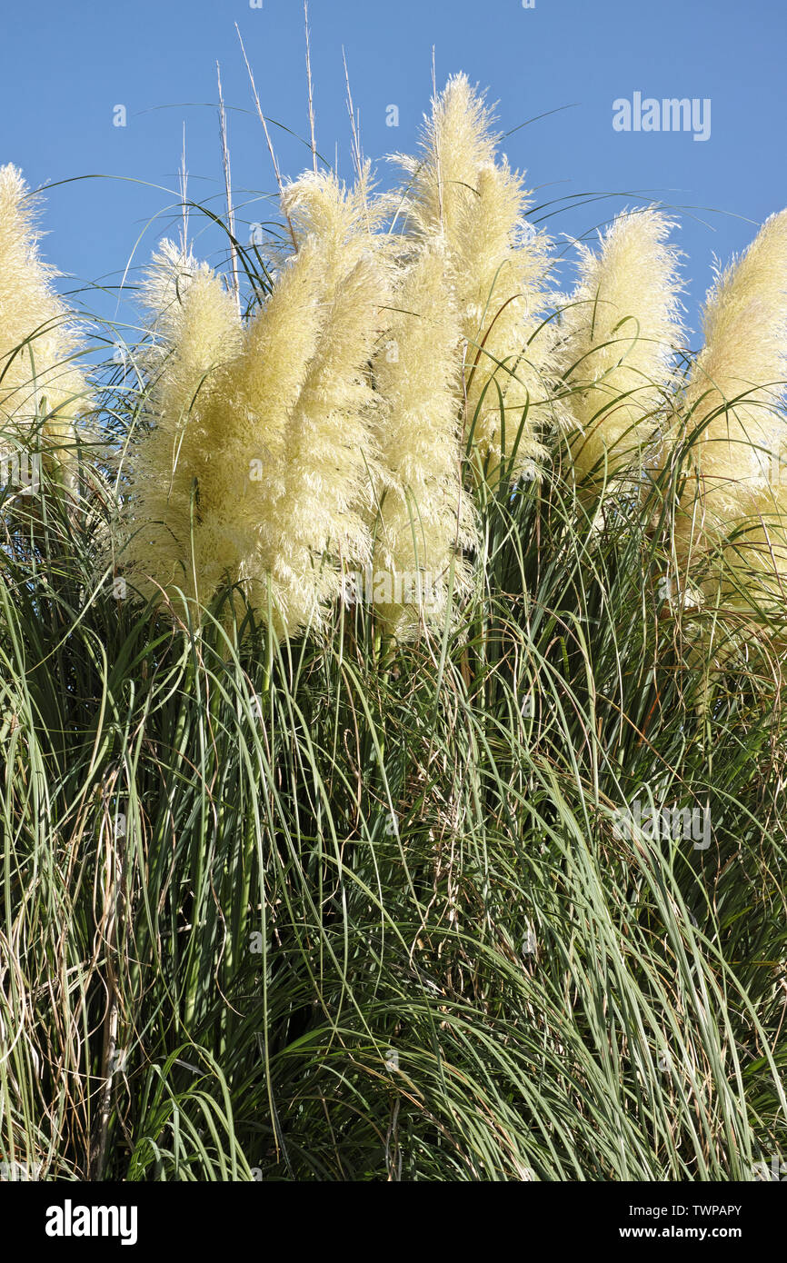 flowering panicles and foliage of pampas grass Stock Photo