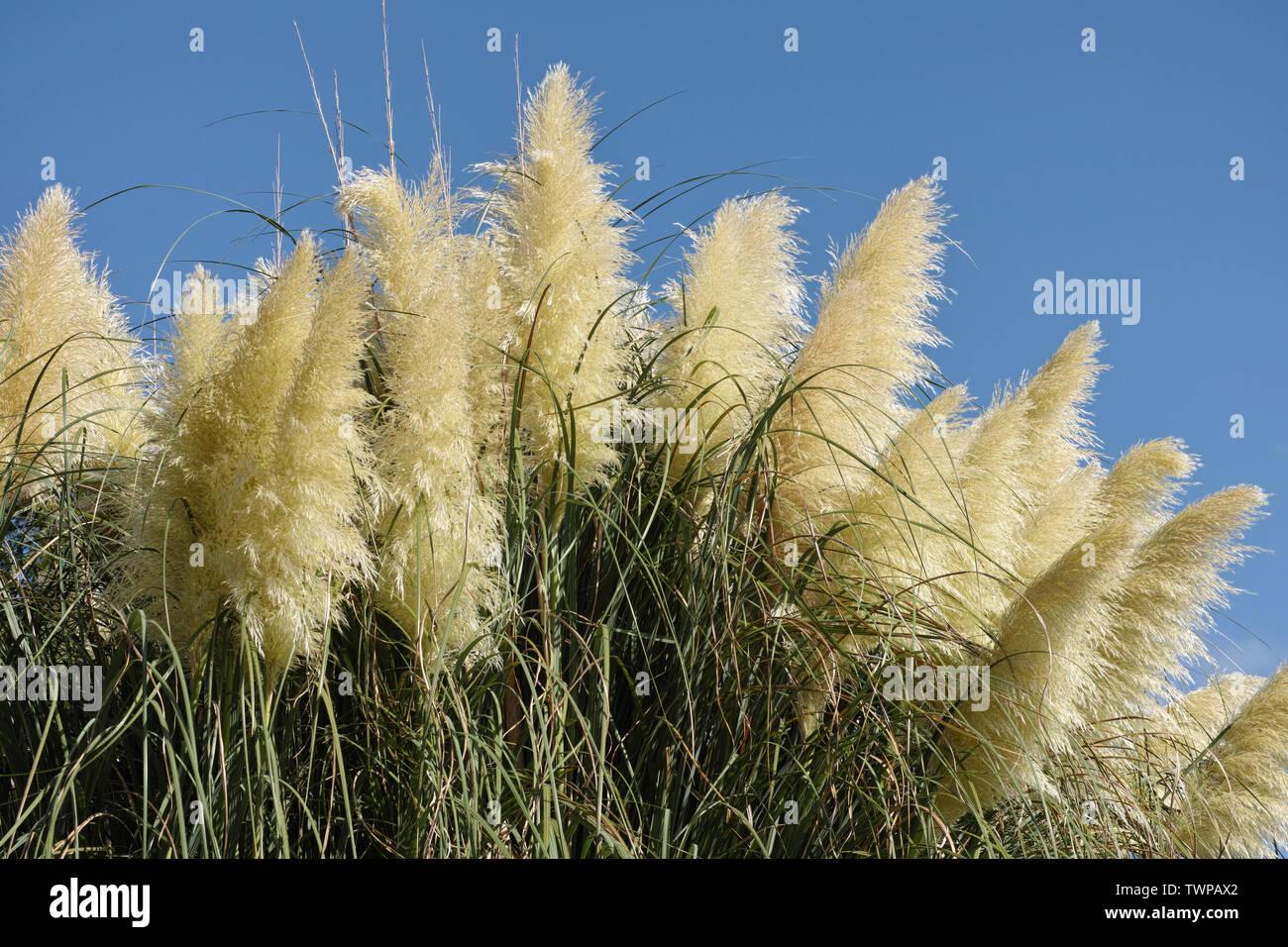 pampas grass in full blooming Stock Photo