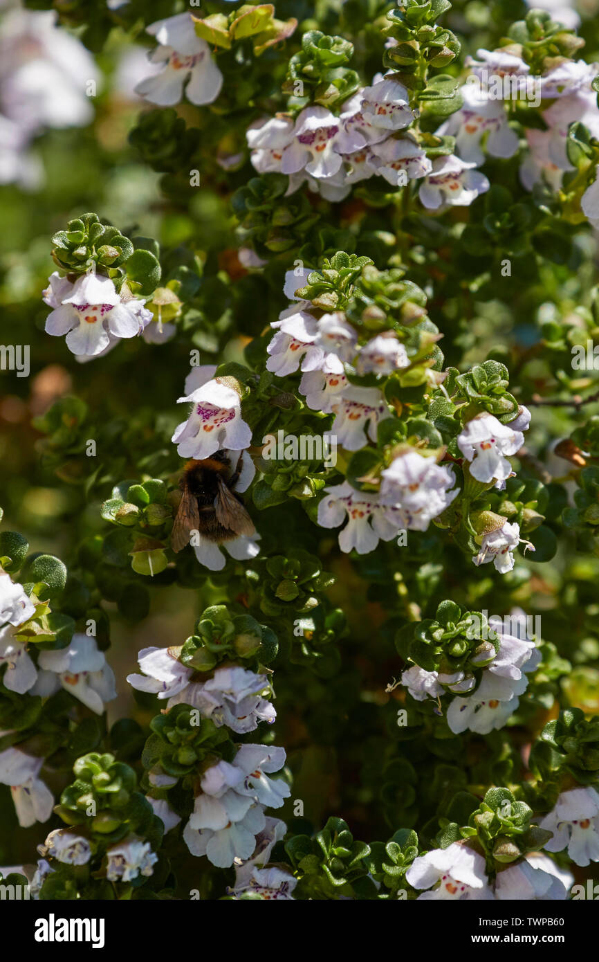 Garden thyme with white flowers close up nature in an urban garden, London, United Kingdom, Europe Stock Photo
