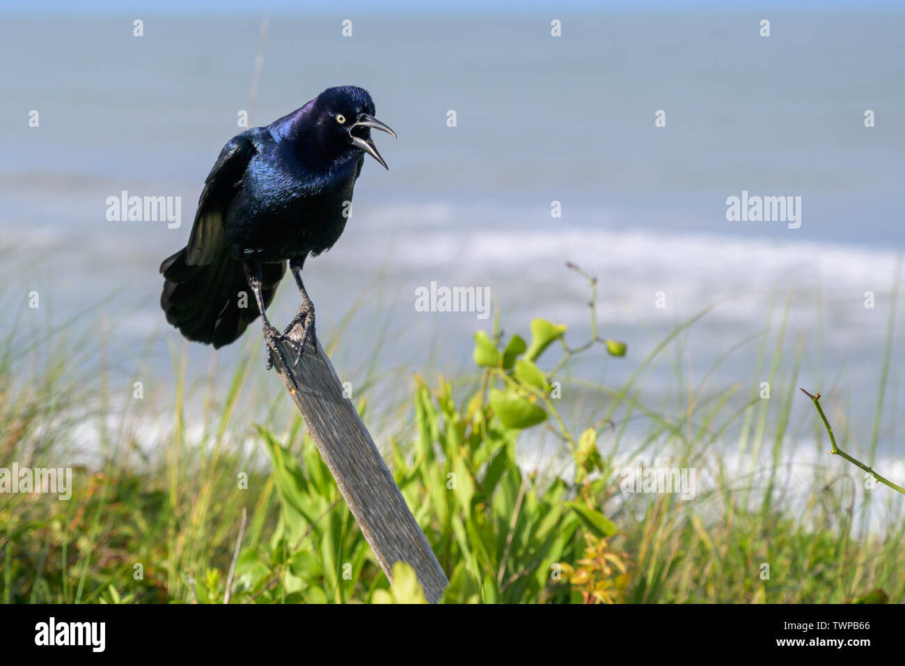 A boat-tailed grackle balances on a wooden post glaring with his beack open. Stock Photo