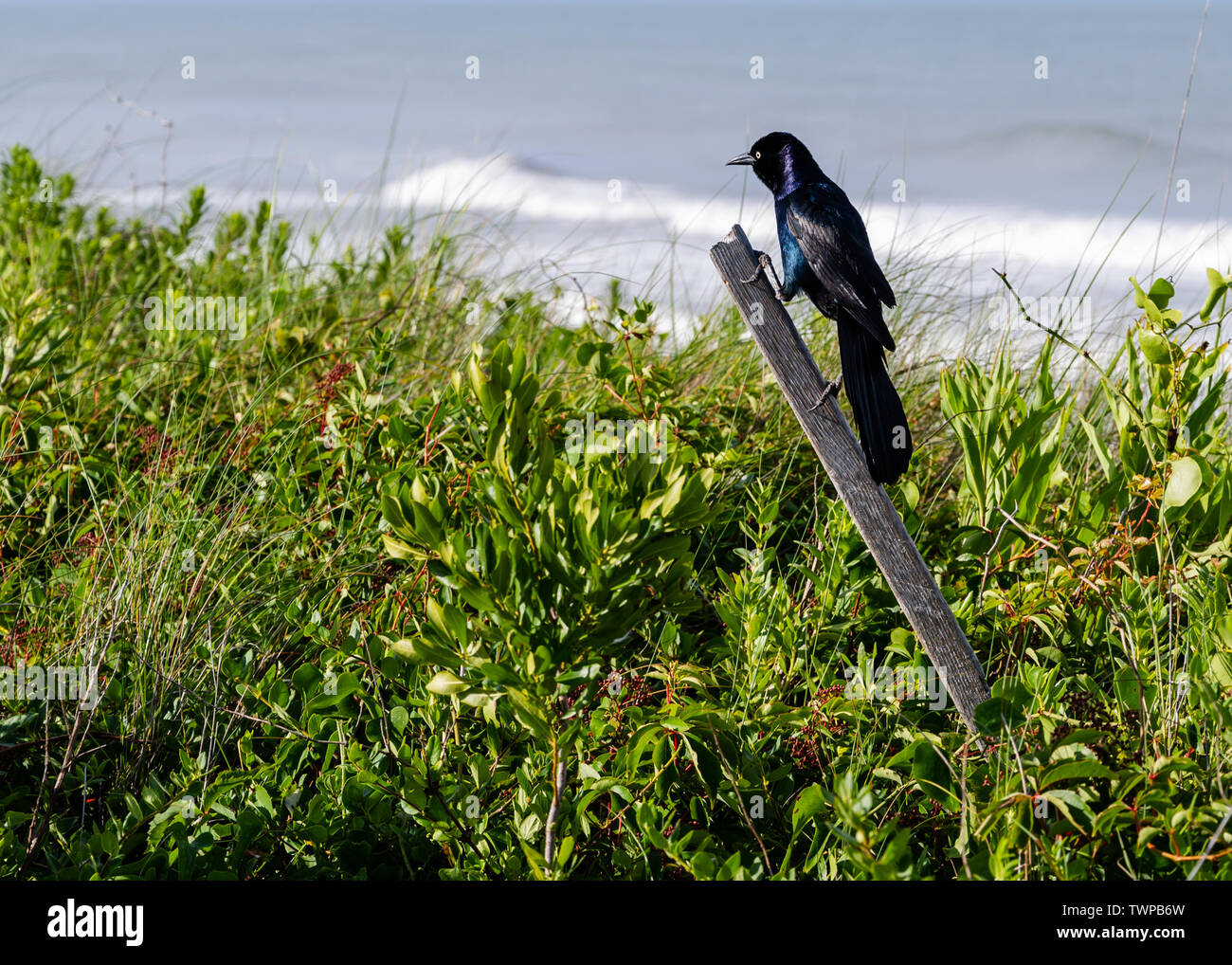 A boat-tailed grackle hangs out on  a wooden post amid green foliage by the beach in Duck, NC. Stock Photo