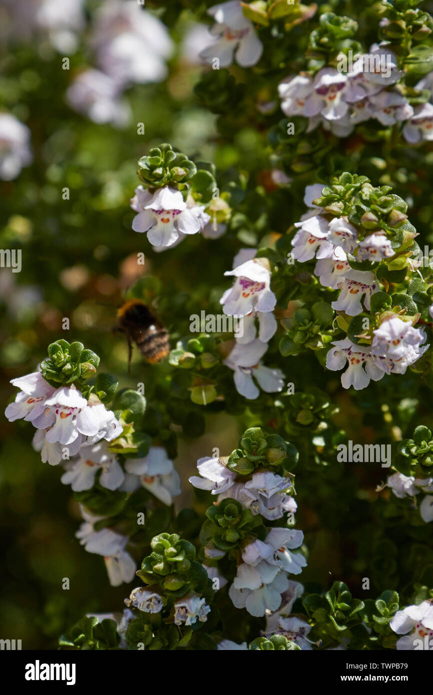 Garden thyme with white flowers close up nature in an urban garden, London, United Kingdom, Europe Stock Photo