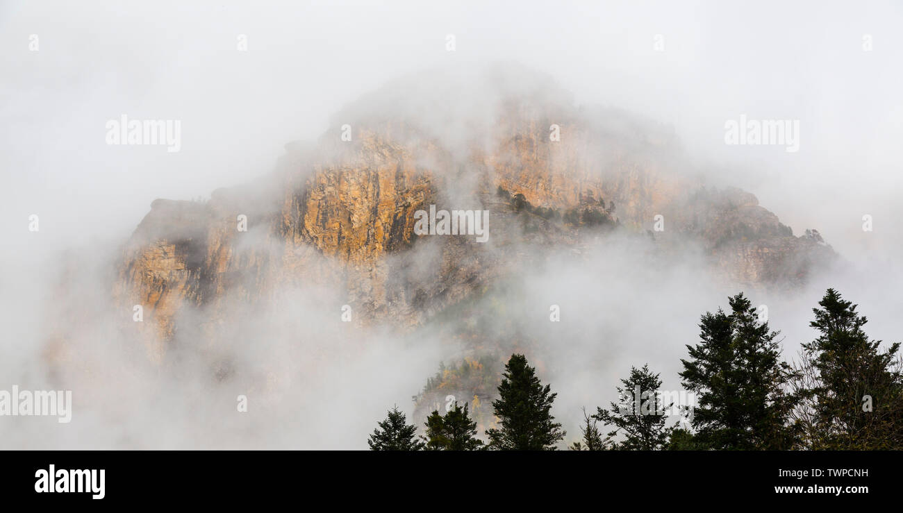 EUROPEAN SILVER FIR (Abies alba), Ordesa valley, Ordesa y Monte Perdido National Park, Huesca province, Aragon, Spain, Europe Stock Photo