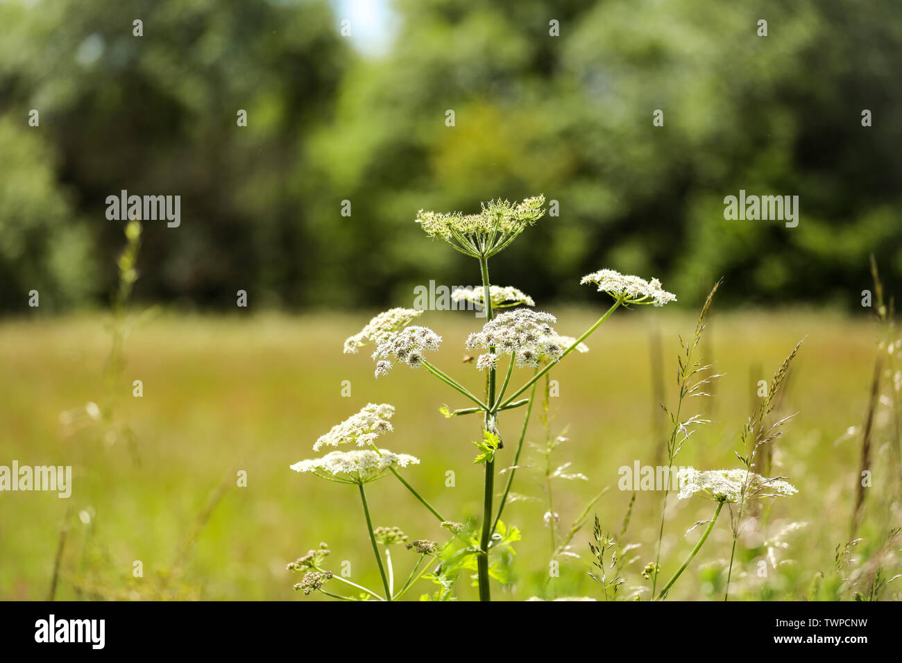 Cow parsley identification hires stock photography and images Alamy
