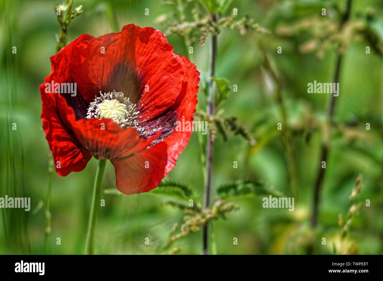 Red poppy growing in rural position Stock Photo