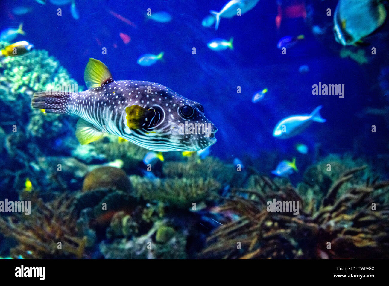 Puffer fish and other fishes Stock Photo