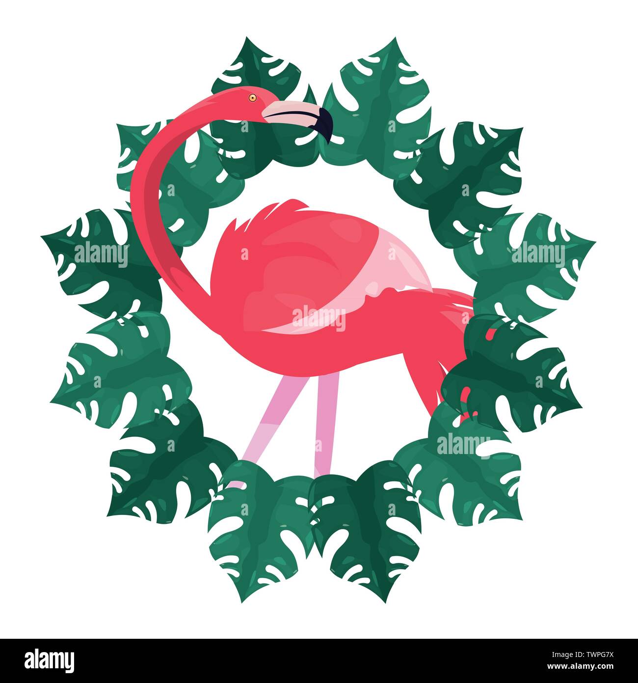 summer time holiday flamingo tropical frame vector illustration Stock ...