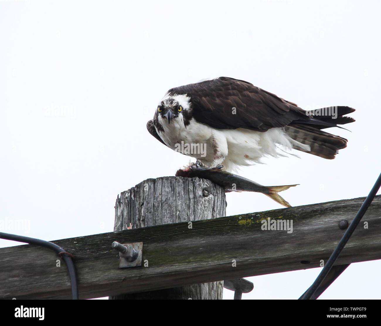 Osprey sitting with fish  on electrical pool Stock Photo