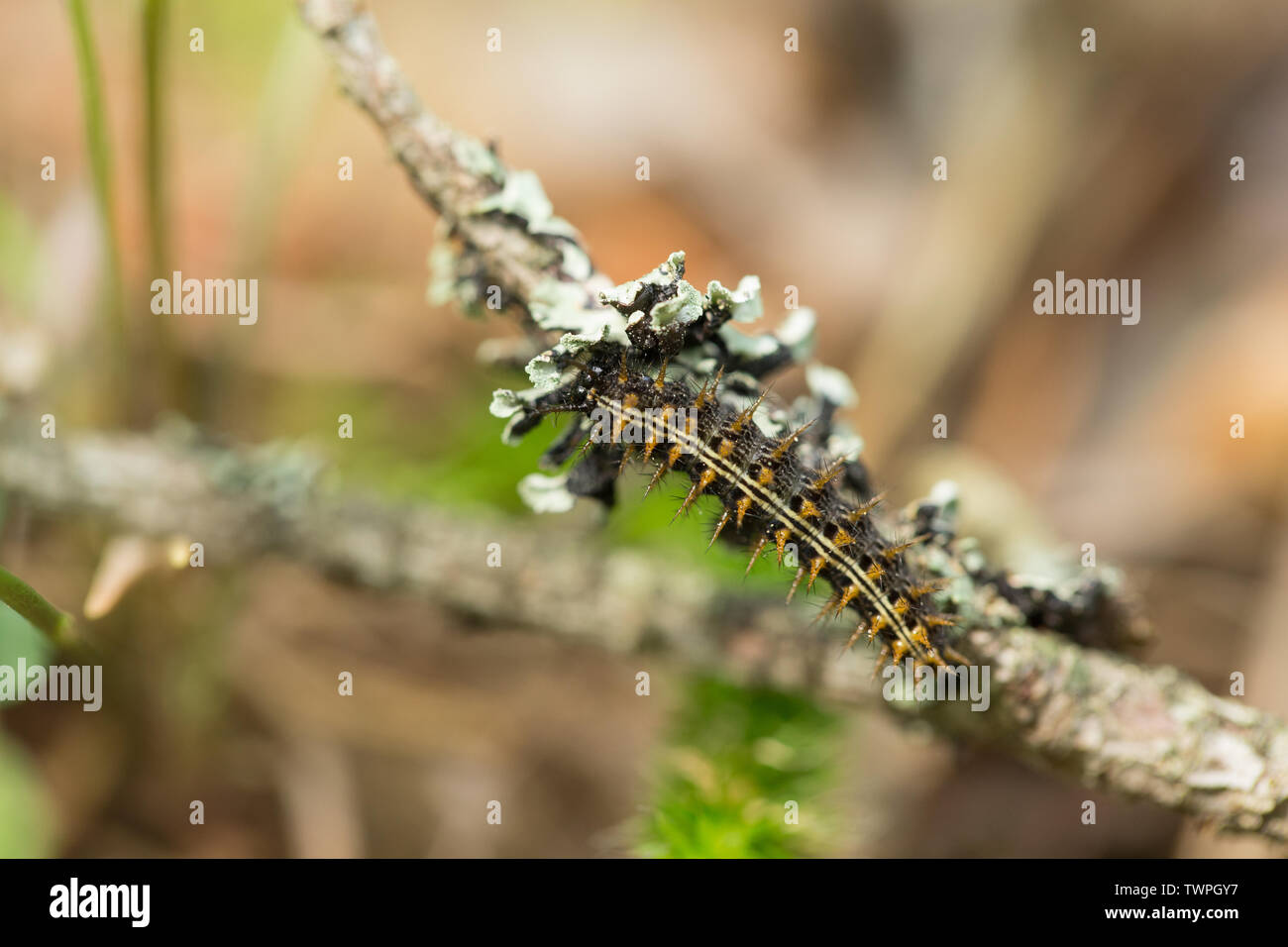 Silver-washed fritillary caterpillar Stock Photo