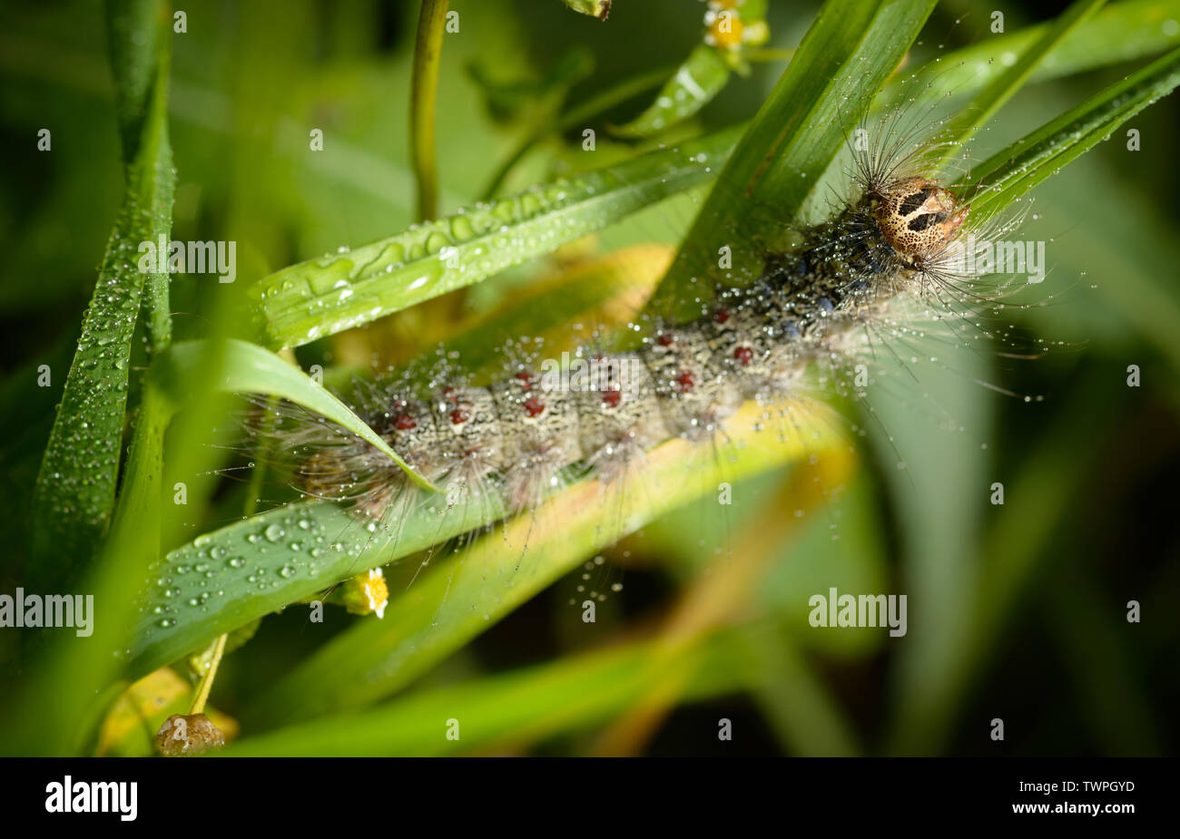 Gypsy moth caterpillar macro hi-res stock photography and images - Alamy