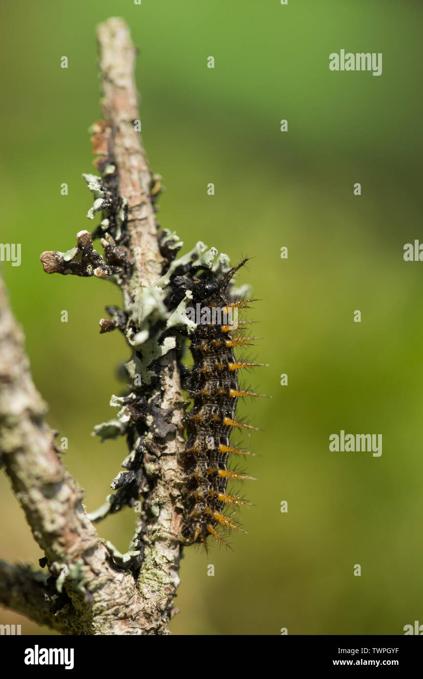 Silver-washed fritillary caterpillar Stock Photo