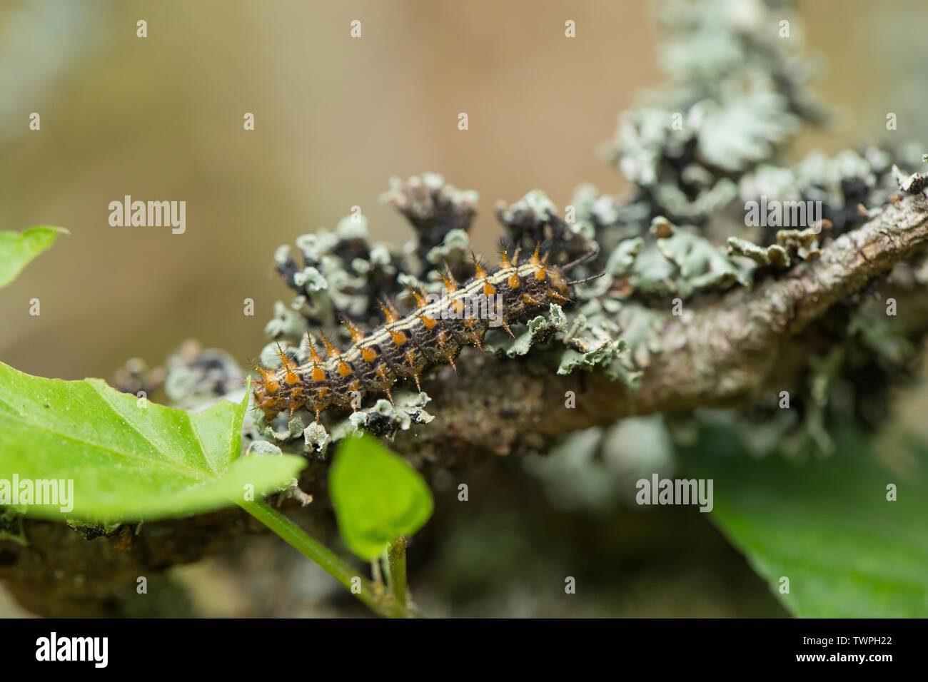 Silver-washed fritillary caterpillar in it's habitat Stock Photo