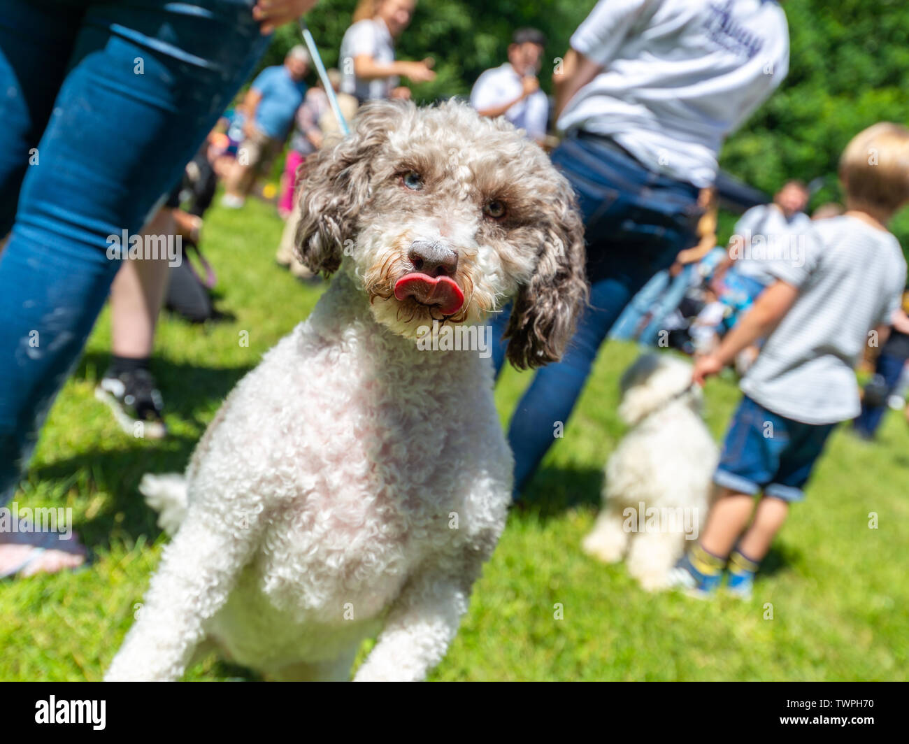 A poodle cross cockapoo dog is an entrant in a dog show at Sandy Balls New Forest Holiday Village, Fordingbridge, Hampshire, UK, June 2019. Stock Photo