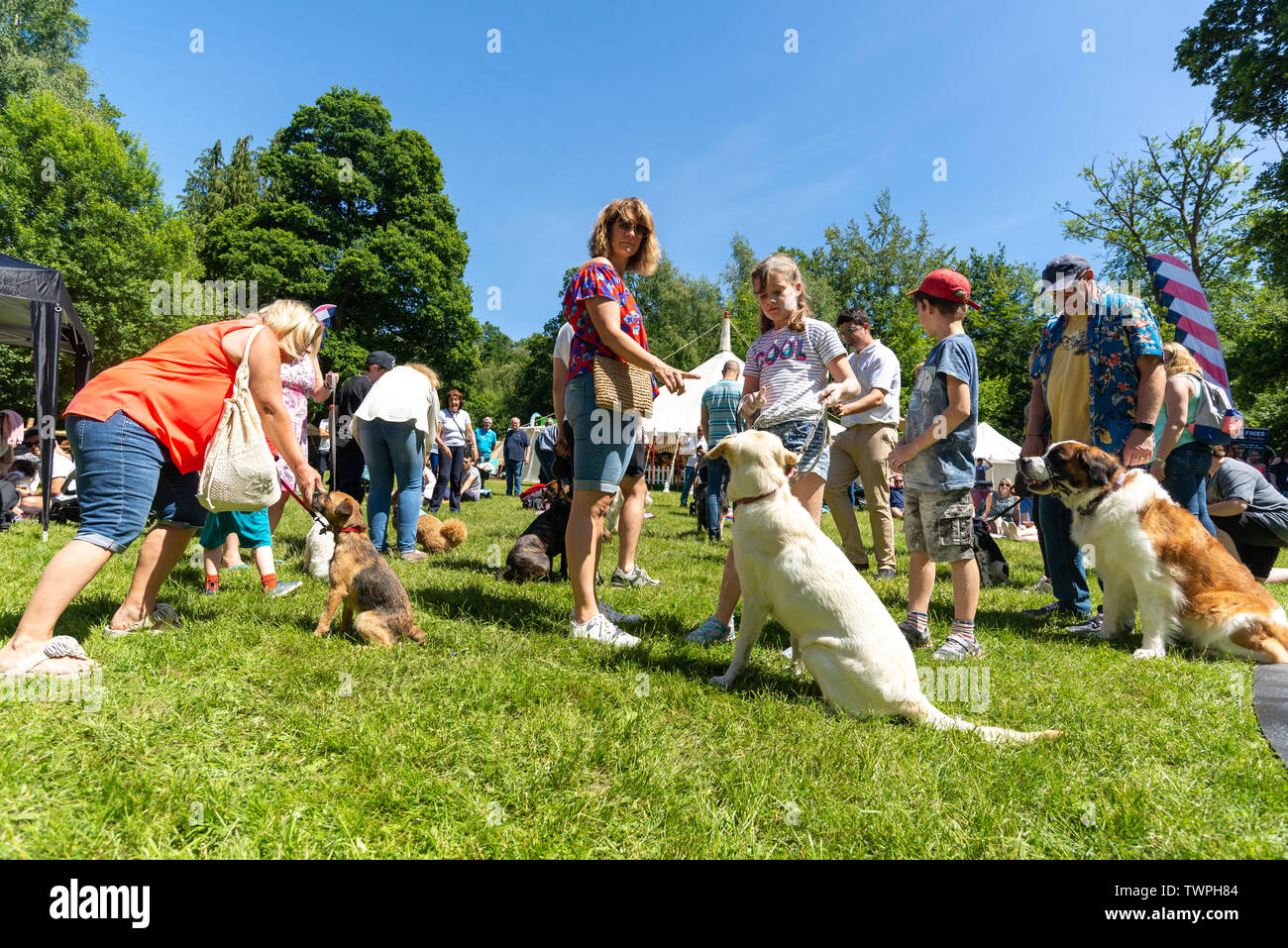 Fordingbridge, Hampshire, UK, 22nd June 2019. Sandy Balls New Forest Holiday Village celebrates its 100 year anniversary with festival in the woods, open to the public. Dogs and their owners put training into practice in the dog show obedience class. Credit: Paul Biggins/Alamy Live News Stock Photo
