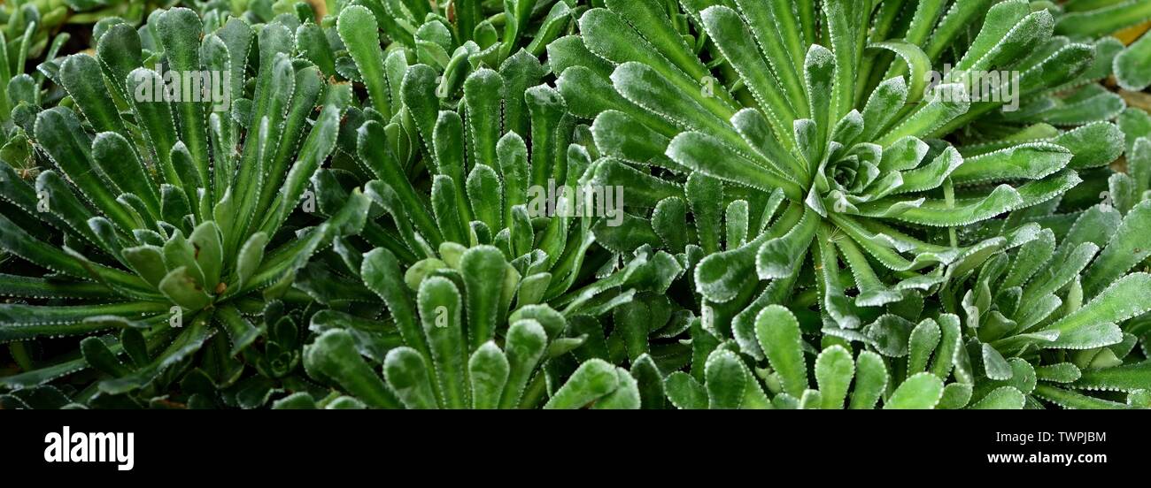 Closeup of rosettes of Encrusted Saxifrage. Stock Photo