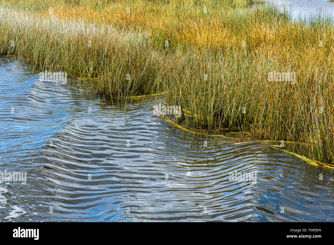 Totora Reeds High Resolution Stock Photography and Images - Alamy