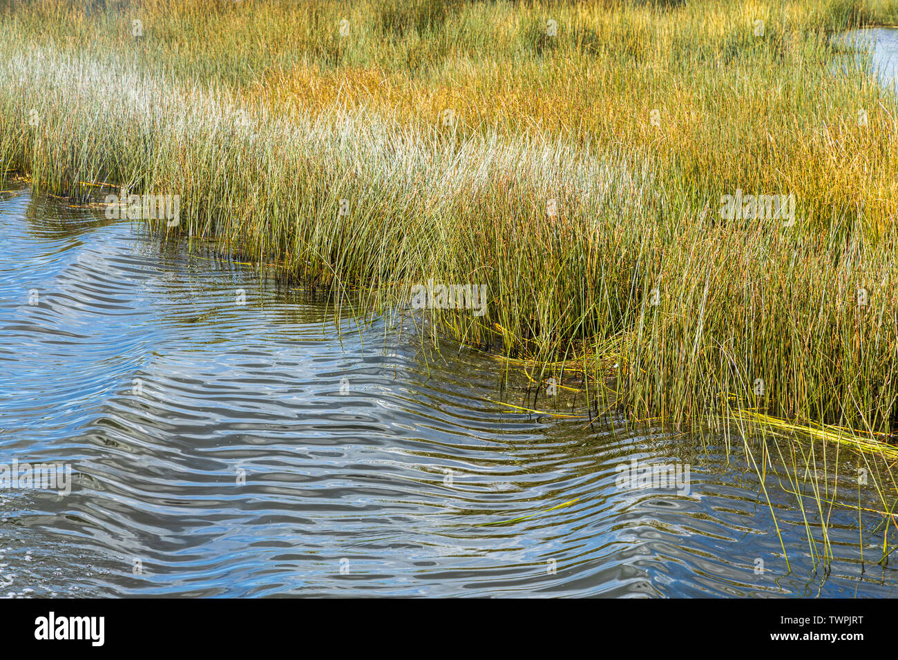 totora reeds stock photos & totora reeds stock images - alamy