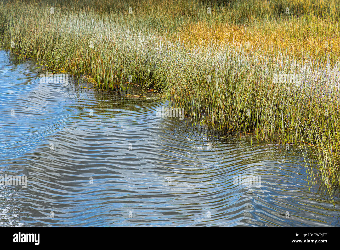 Totora reeds growing in Lake Titicaca, Peru, South America Stock Photo Alamy