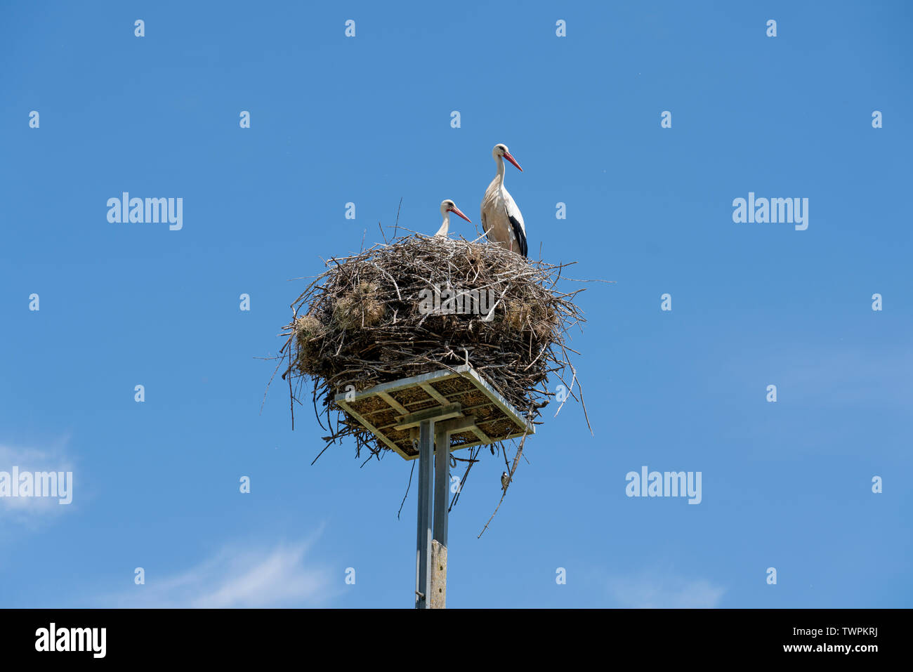 Spring garden storks hi-res stock photography and images - Alamy