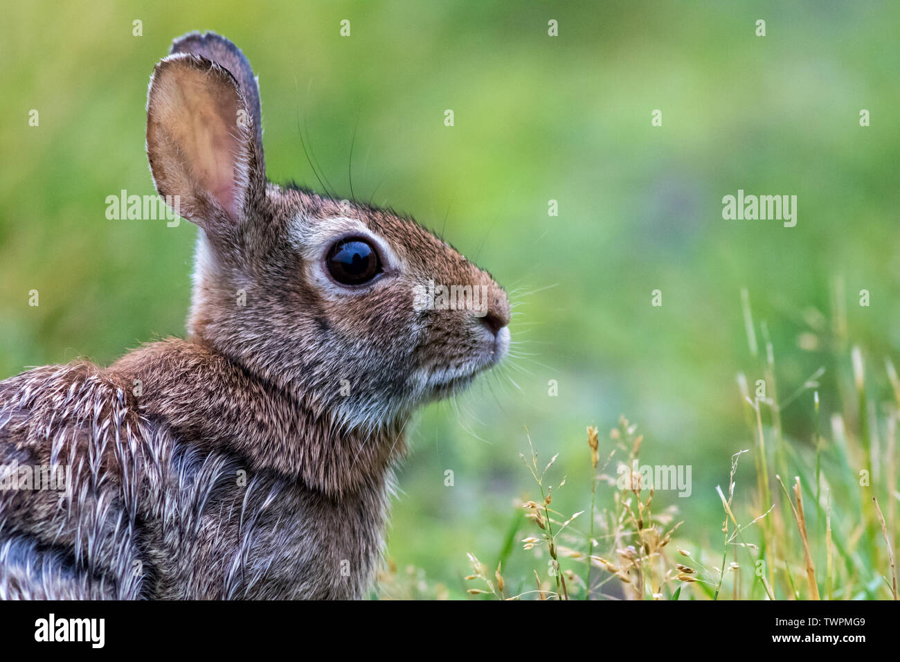 Adorable Eastern Cottontail (Sylvilagus Floridanus) bunny rabbit along ...