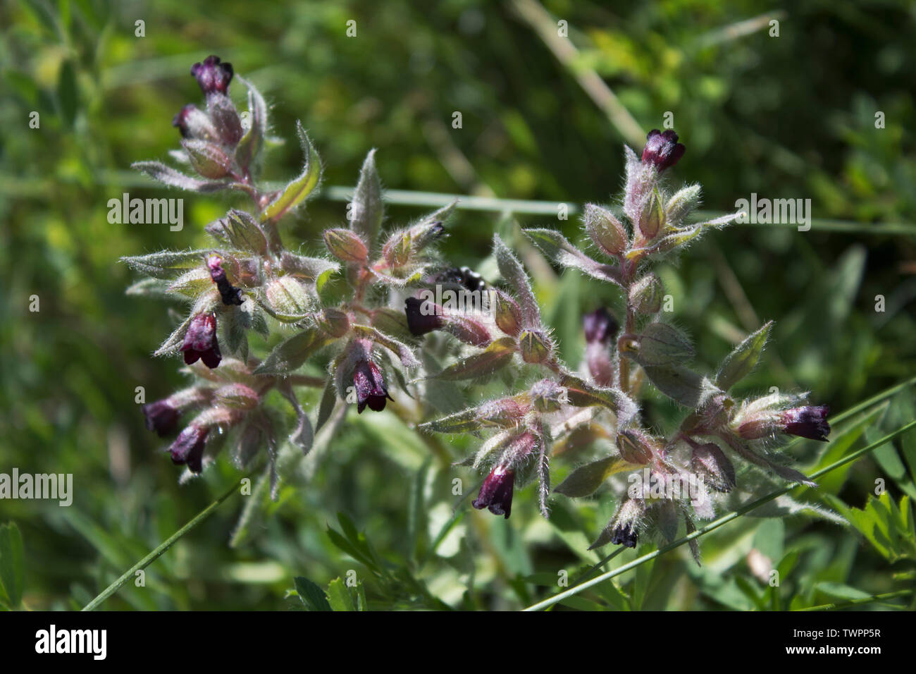 Brown Nonea. Nonea pulla. Flowering plant.  Honey plant. Kazakhstan. Stock Photo