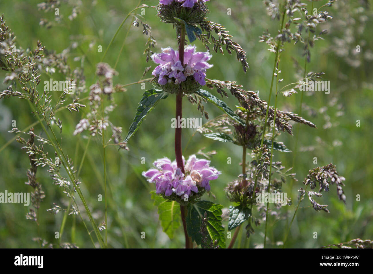 Phlomis tuberosa. Flowers of Phlomoides tuberosa. Honey plant. Kazakhstan. Stock Photo