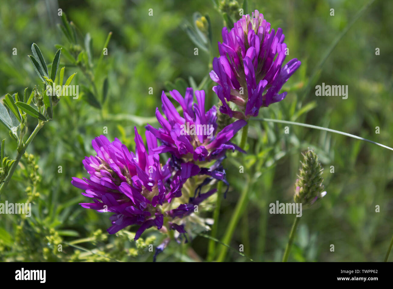 Astragalus onobrychis. Blossoming Astragalus onobrychis. Honey plant. Stock Photo