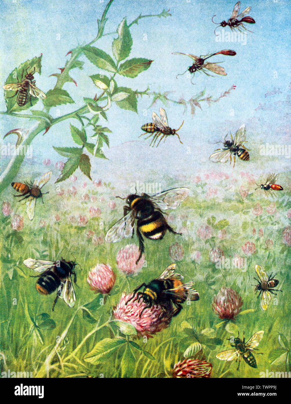 'The Busy Bees and Their Cousins'. By Maude Scrivener. Stock Photo