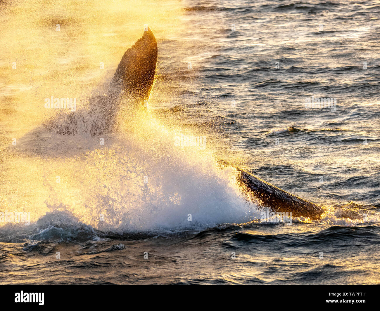 Whale tail slap Stock Photo