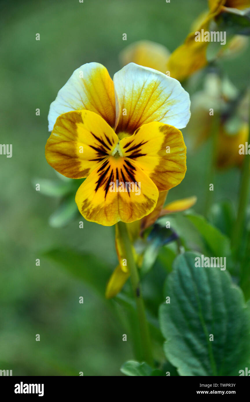 Single Viola Deltini 'Honey Bee' Flowers grown in a English Cottage