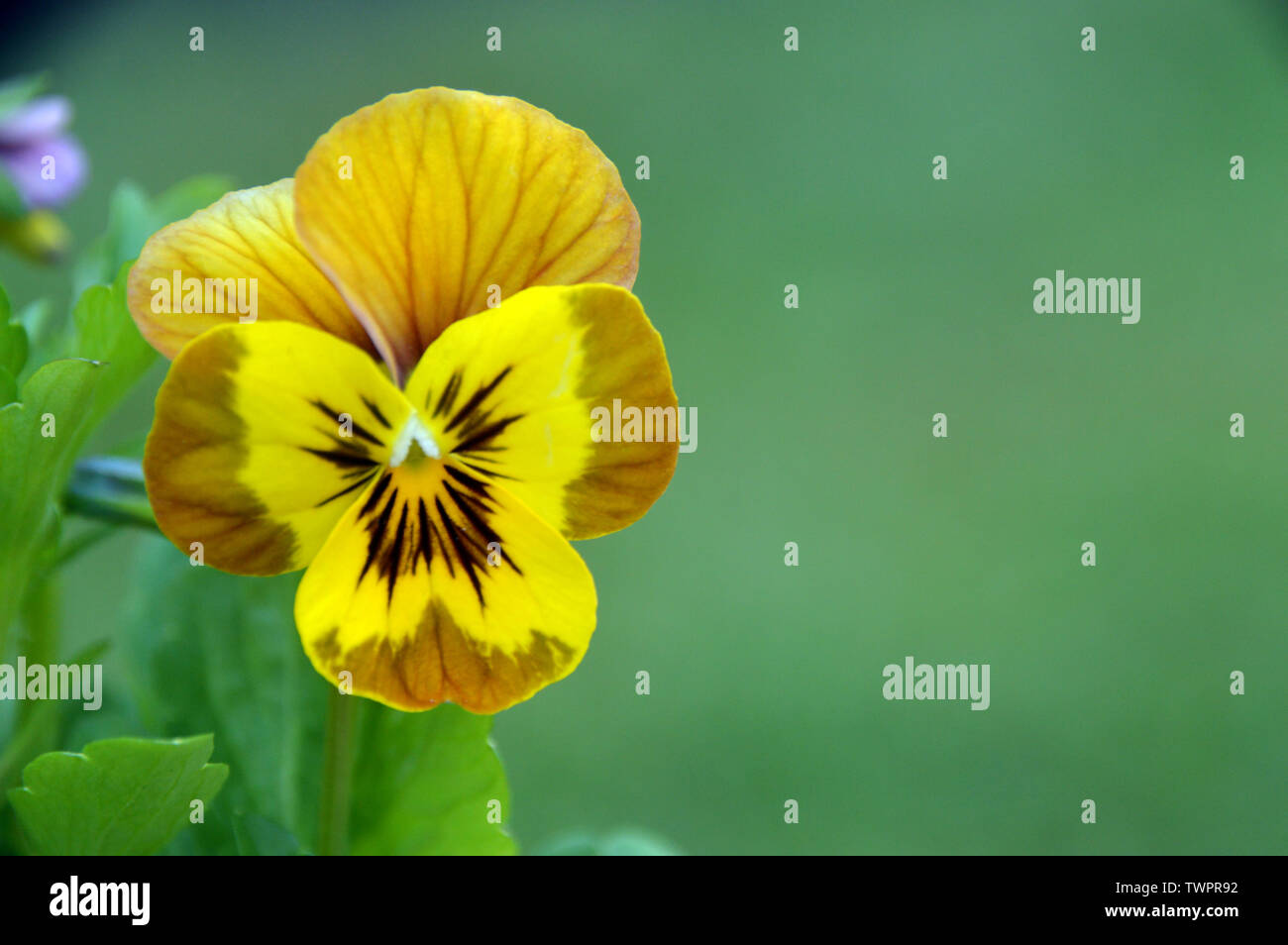 Single Viola Deltini 'Honey Bee' Flowers grown in a English Cottage