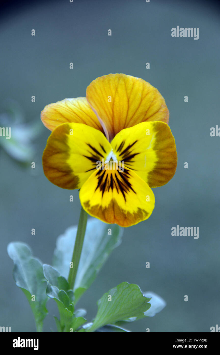 Single Viola Deltini 'Honey Bee' Flowers grown in a English Cottage