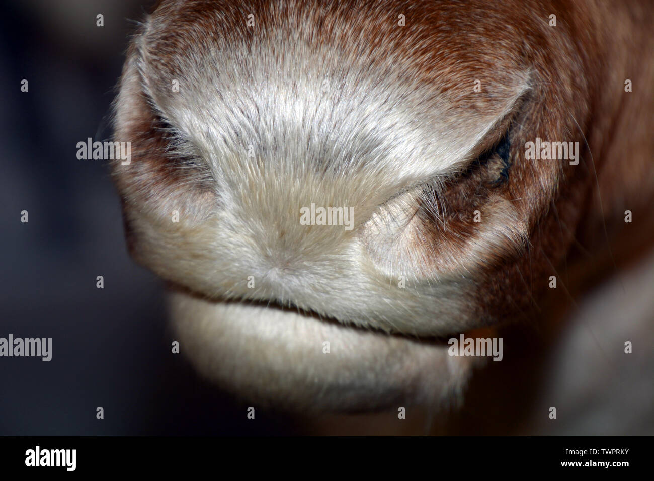 reindeer also called rangifer tarandus nose macro shot, caribou nose ...