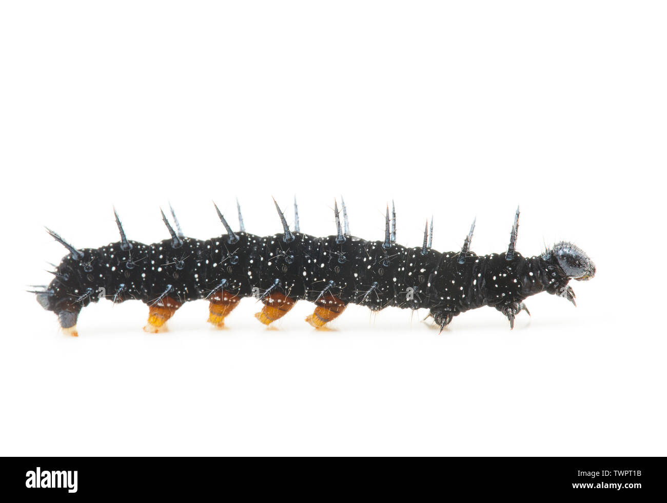 The larva of a peacock butterfly, Aglais io, photographed in a studio on a white background. They feed on nettles and this one was found on the margin Stock Photo