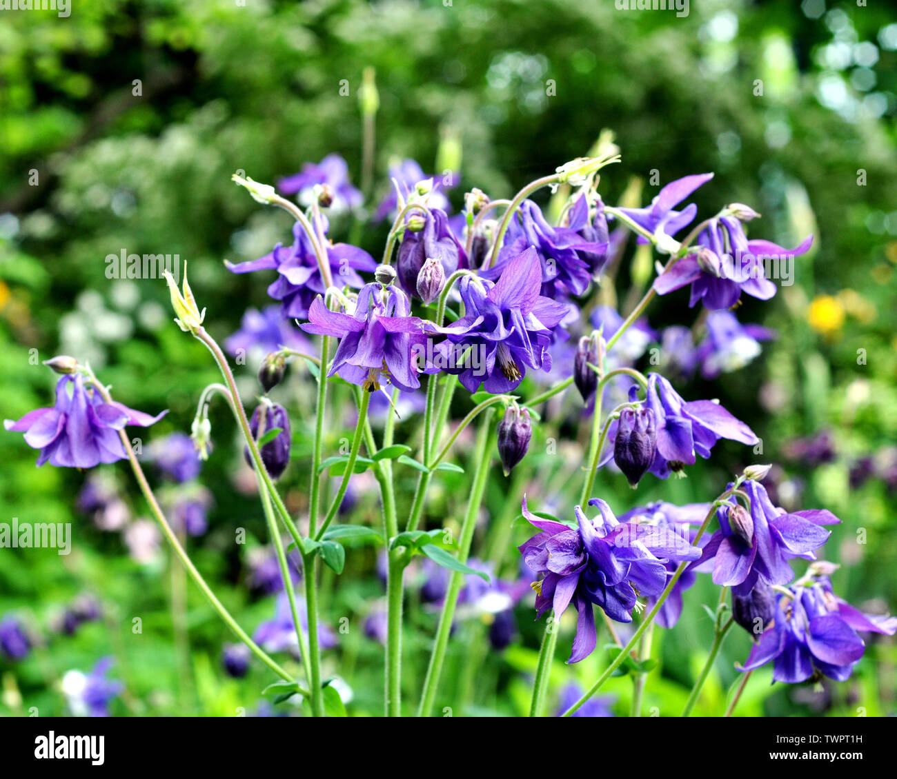 Aquilegia purple in spring garden. Blue flowers of aquilegia in natural background. Stock Photo