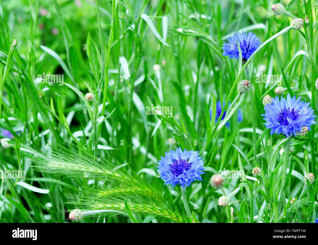 Blue Cornflowers in the summer garden. Beautiful wildflowers cornflowers Stock Photo