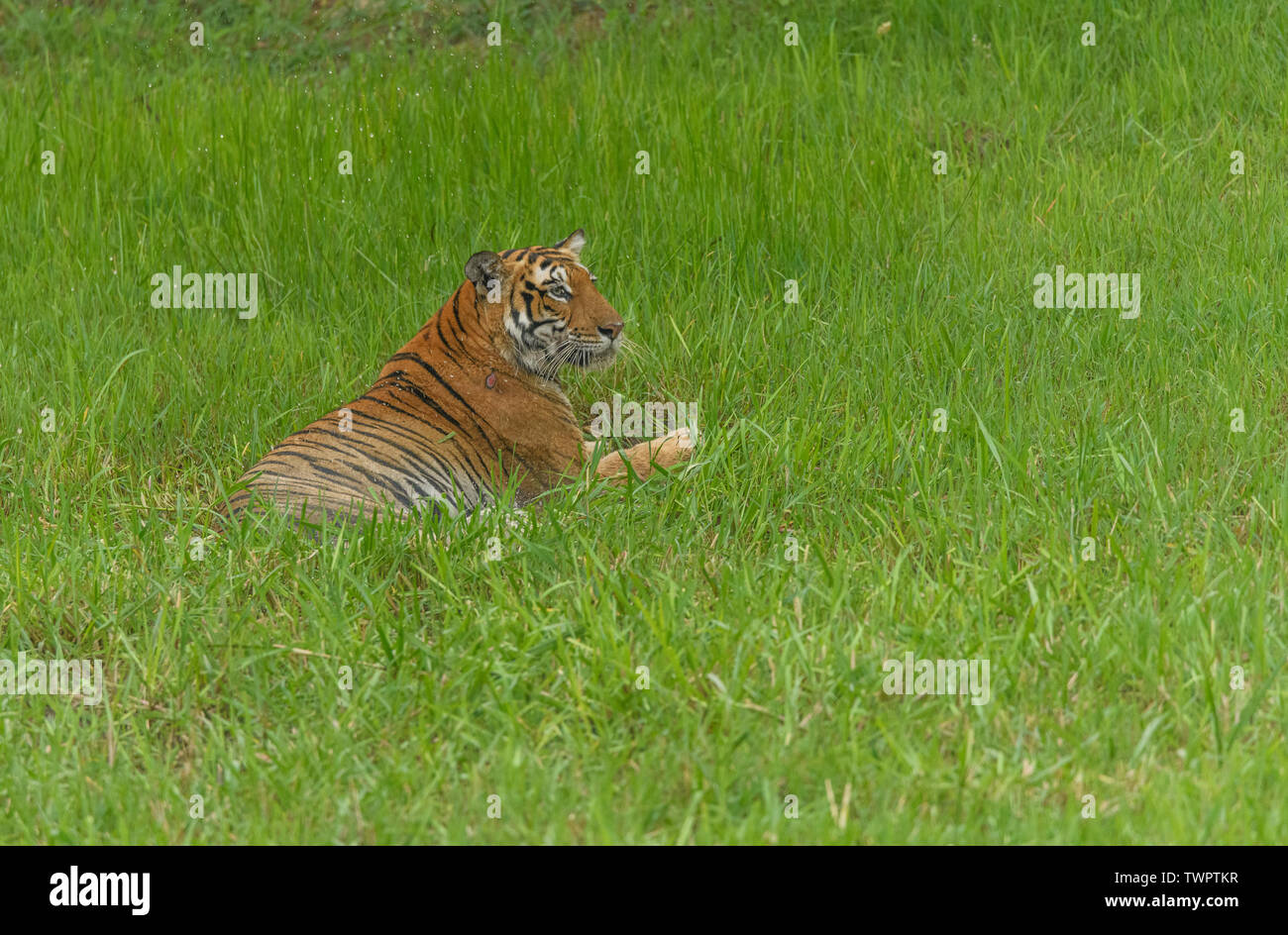 Majestic Endangered Royal bengal Tiger Stock Photo