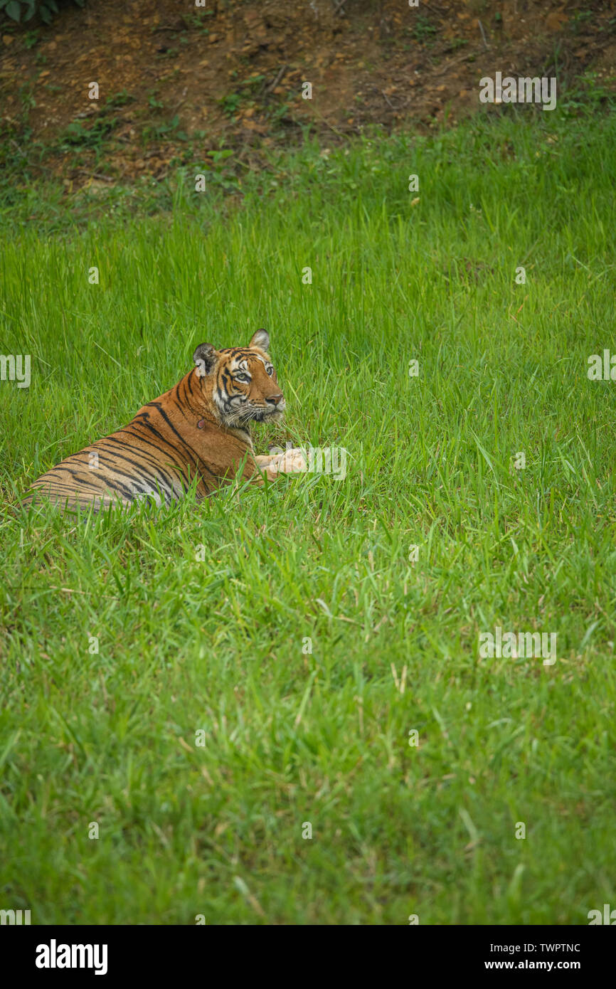 Majestic Endangered Royal bengal Tiger Stock Photo