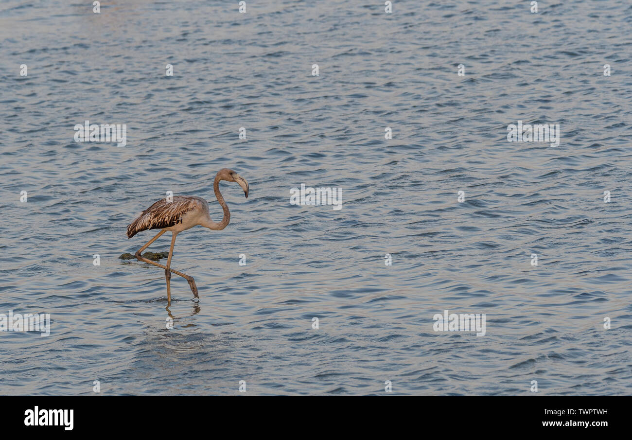 Flamingo in Shores of Arabian Sea Stock Photo