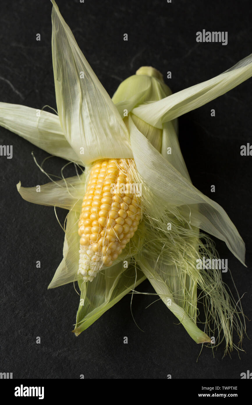 A raw, uncooked sweetcorn cob imported from Spain, with leaves peeled back to reveal kernels, bought from a supermarket in the UK and displayed on a s Stock Photo