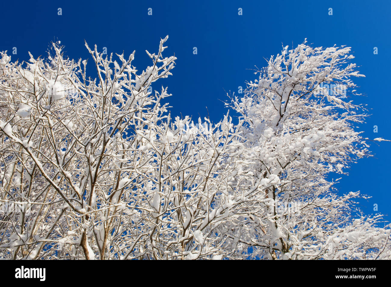 Snow-covered branches in winter - Scotland, UK Stock Photo